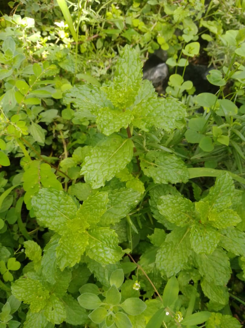 Hierba buena - Vivero Mañongo c.a