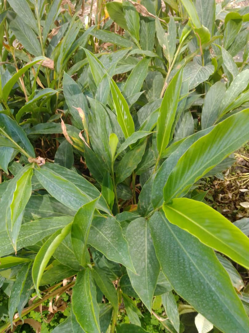 Alpinia roja - Vivero Mañongo c.a