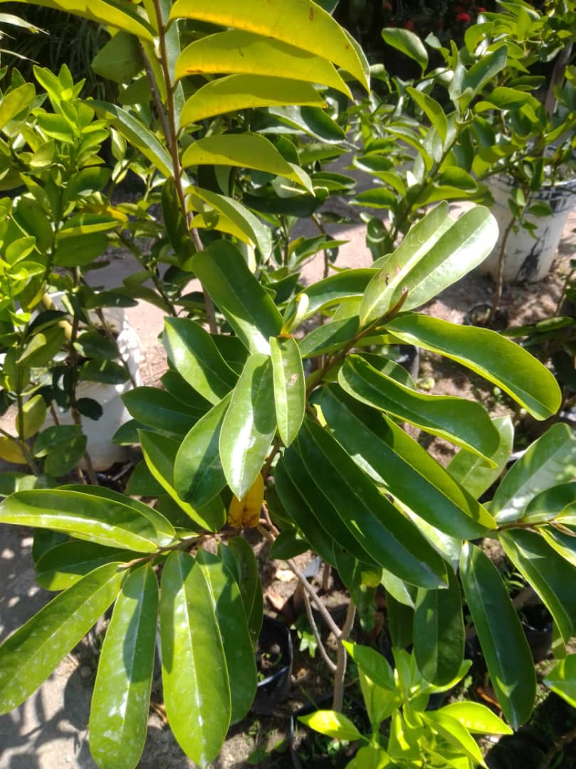 Guanabana - Vivero Mañongo c.a