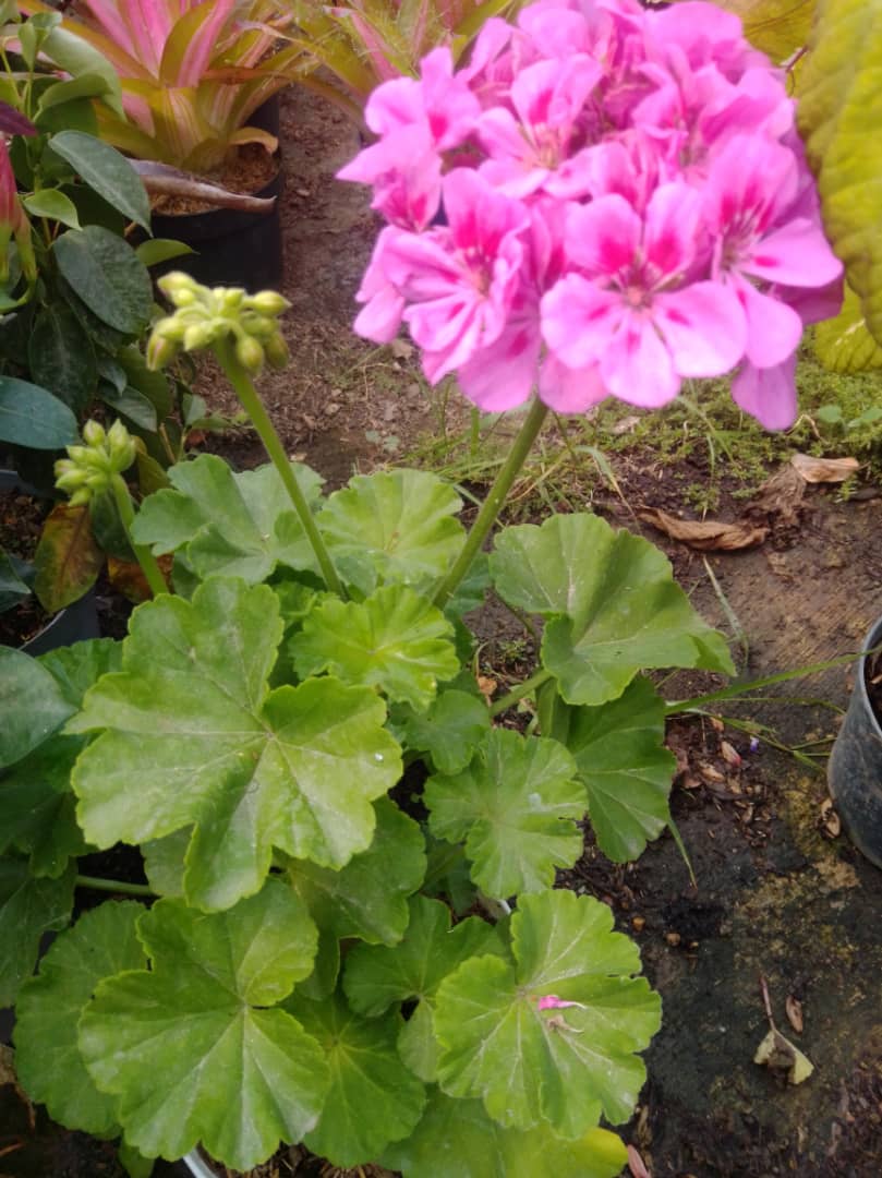 Novio - Vivero Mañongo c.a