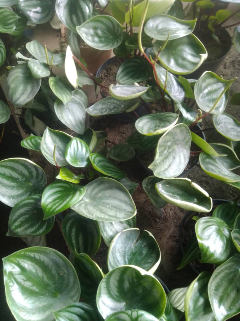 Hoja de patilla - Vivero Mañongo c.a
