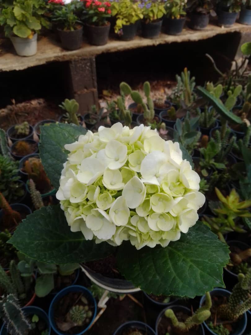 Hortensia - Vivero Mañongo c.a