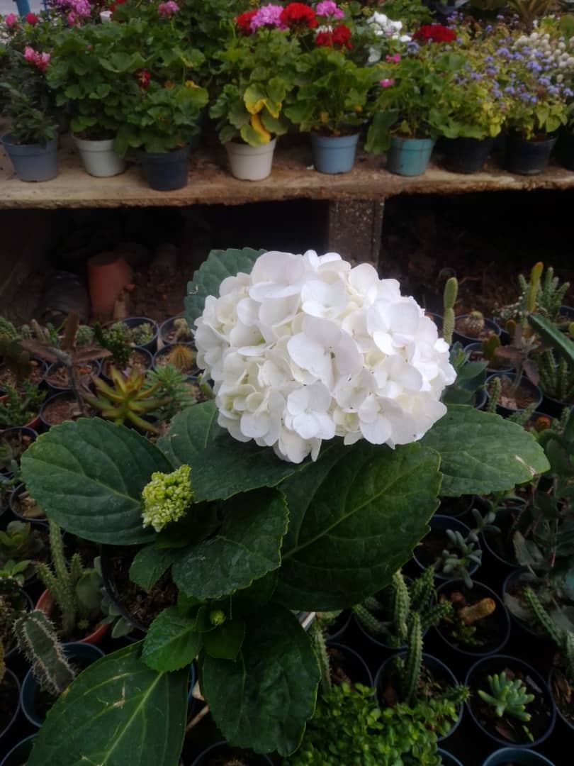 Hortensia - Vivero Mañongo c.a