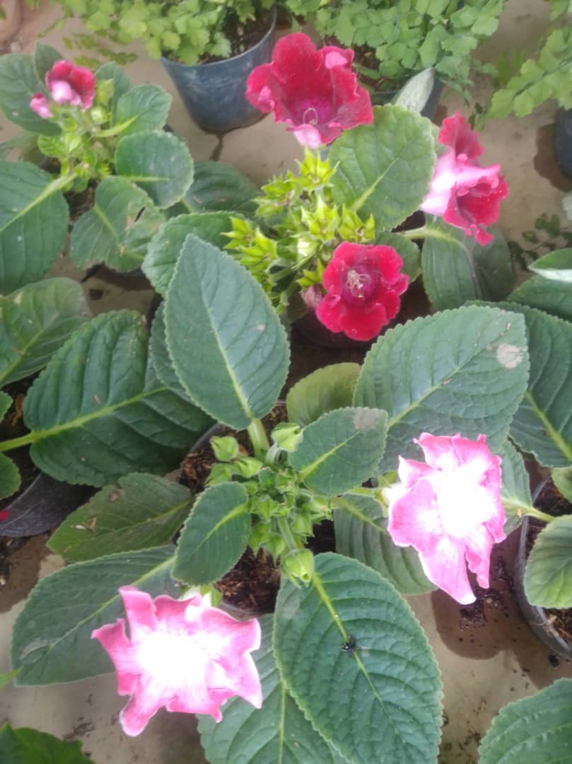 Gloxinia - Vivero Mañongo c.a