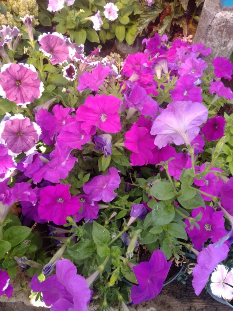 Petunia - Vivero Mañongo c.a
