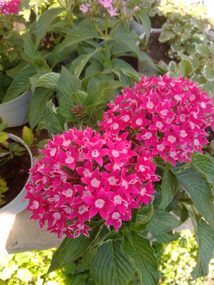 Penta - Vivero Mañongo c.a