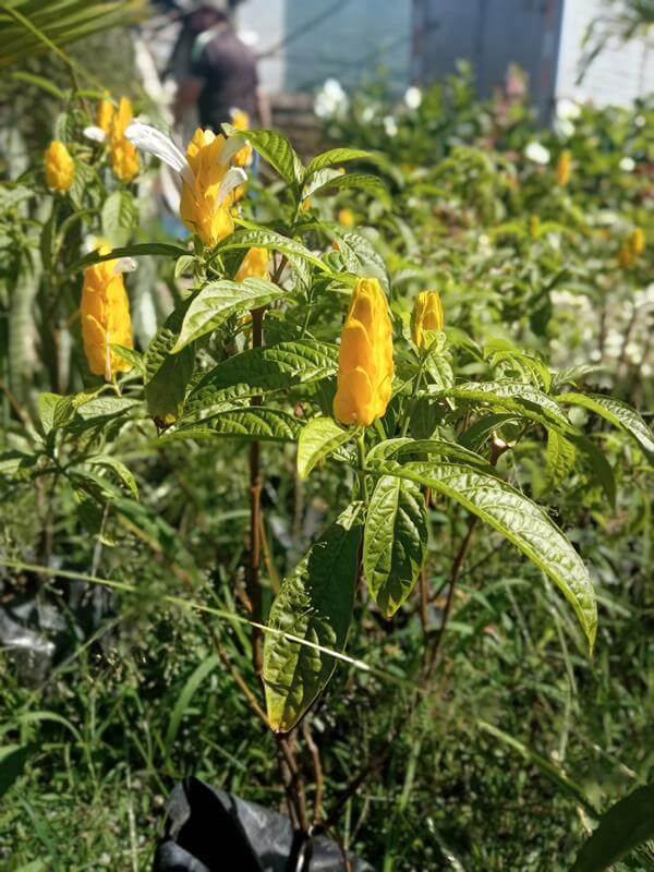 Camarones - Vivero Mañongo c.a