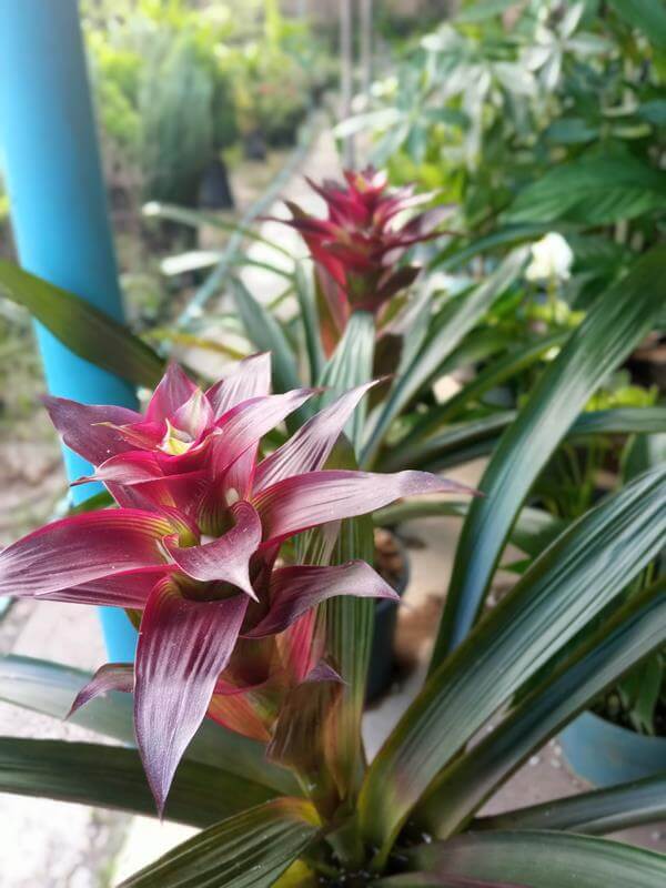 Bromelia - Vivero Mañongo c.a