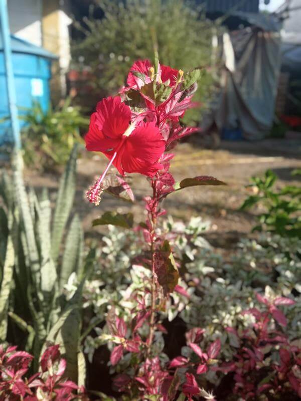 Cayena carnaval - Vivero Mañongo c.a