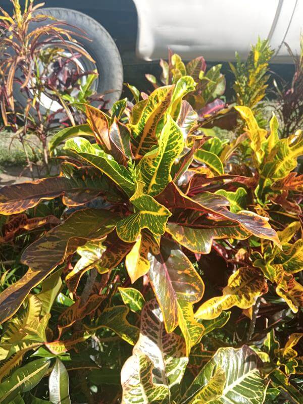 Croto - Vivero Mañongo c.a