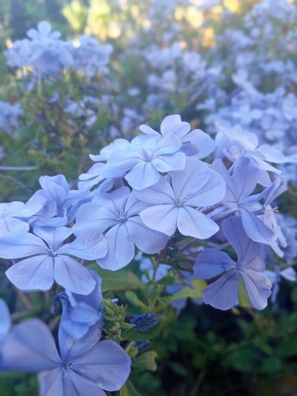 Embeleso - Vivero Mañongo c.a