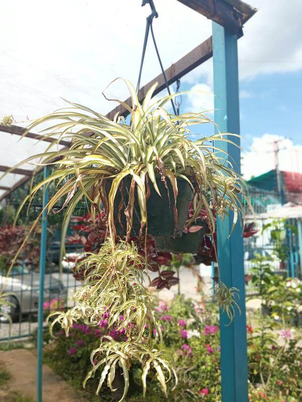 Mala madre - Vivero Mañongo c.a