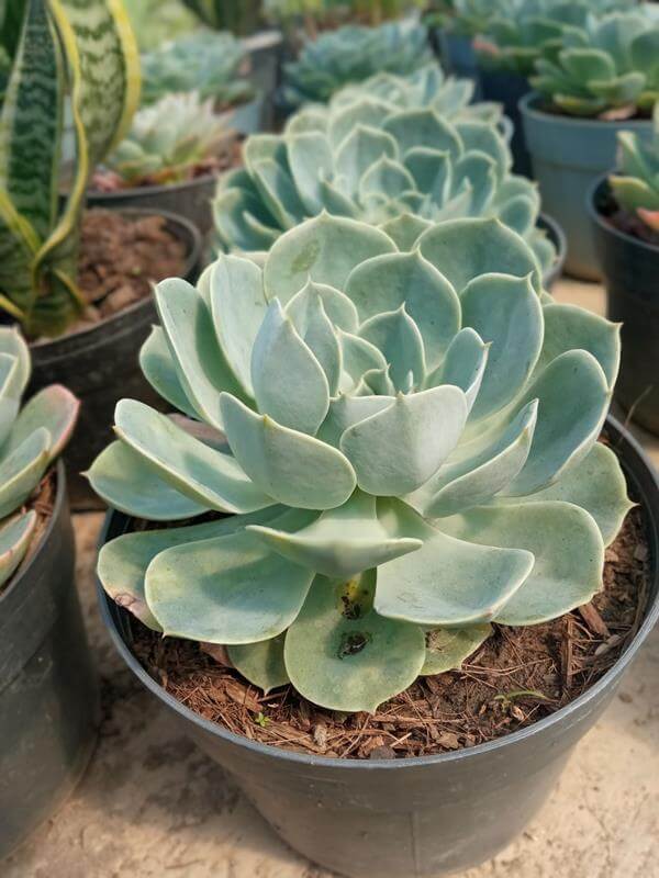 Repollito - Vivero Mañongo c.a
