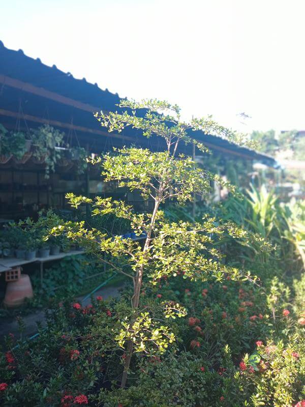 Ucaro - Vivero Mañongo c.a