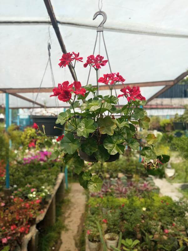 Geranio - Vivero Mañongo c.a