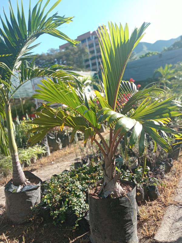 Palma botella - Vivero Mañongo c.a