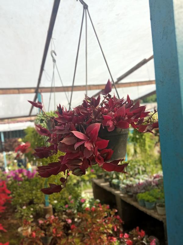 Cucaracha - Vivero Mañongo c.a