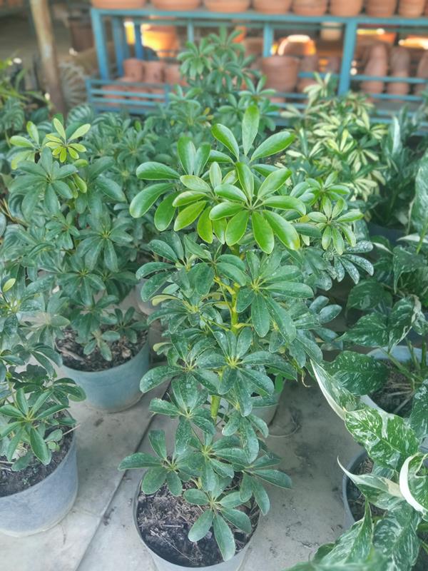 Cheflera - Vivero Mañongo c.a