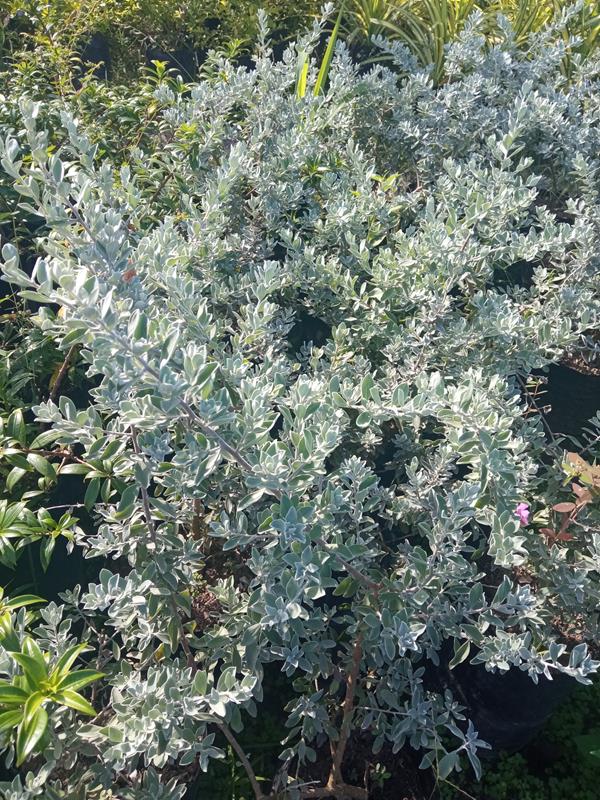 Cilantrillo - Vivero Mañongo c.a