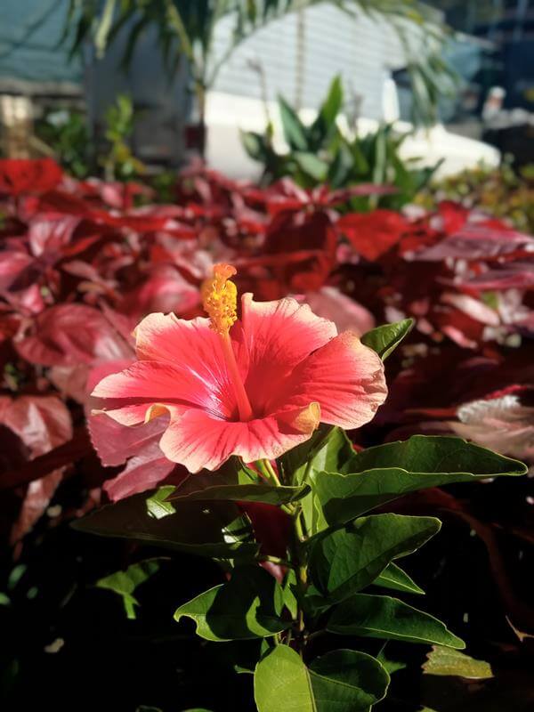 Cayena - Vivero Mañongo c.a