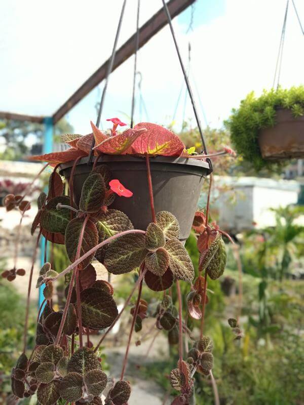 Begonea - Vivero Mañongo c.a