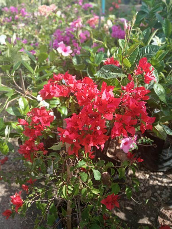 Trinitaria - Vivero Mañongo c.a