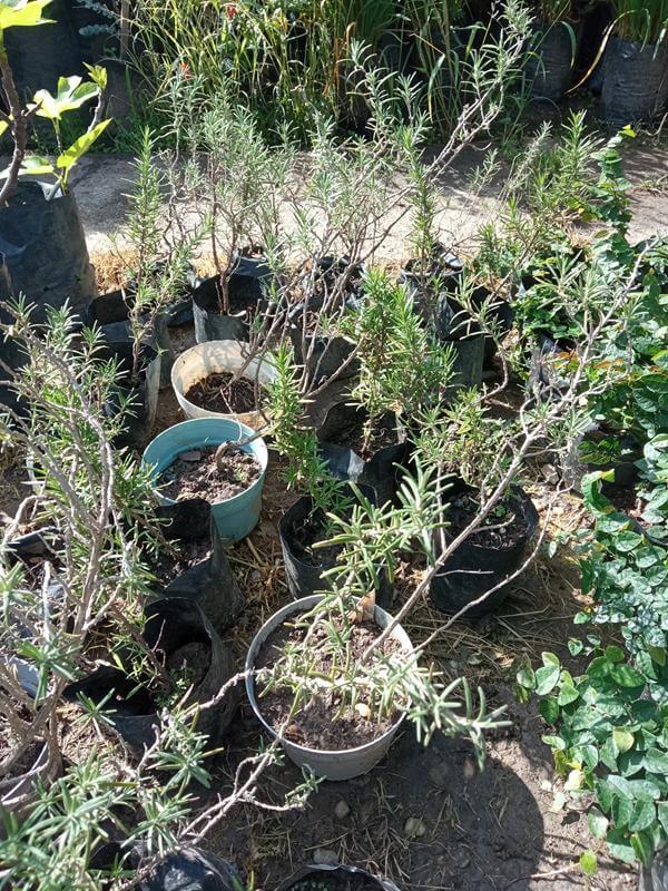 Romero - Vivero Mañongo c.a