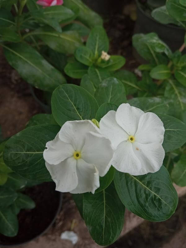 Buenas tardes - Vivero Mañongo c.a