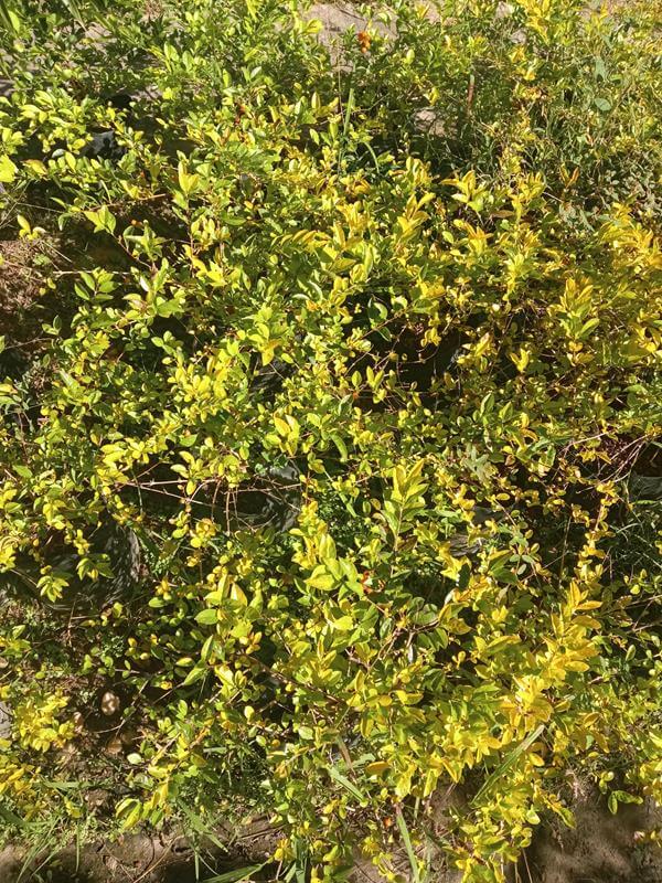 Duranta - Vivero Mañongo c.a