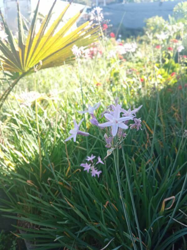 Lirio ajo - Vivero Mañongo c.a