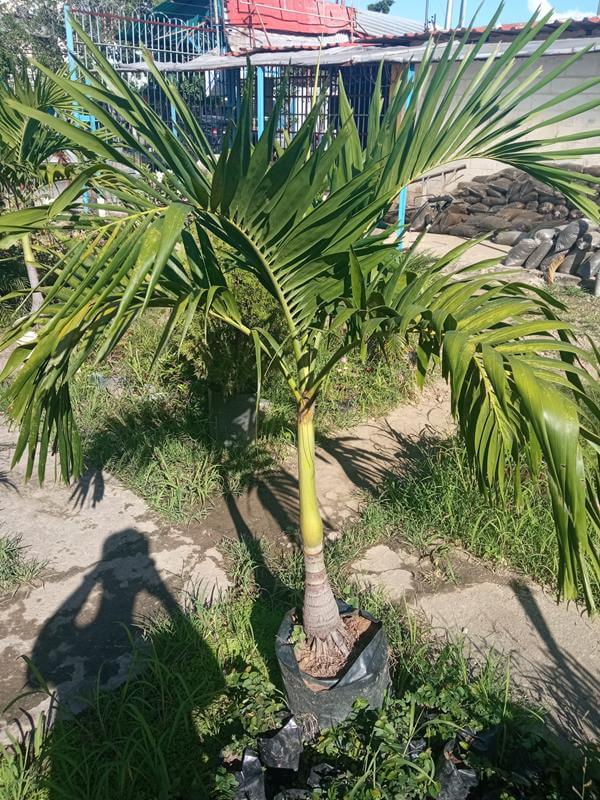 Chaguaramo enano - Vivero Mañongo c.a