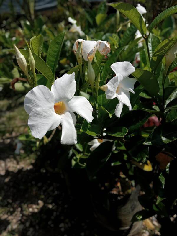 Mandevila - Vivero Mañongo c.a