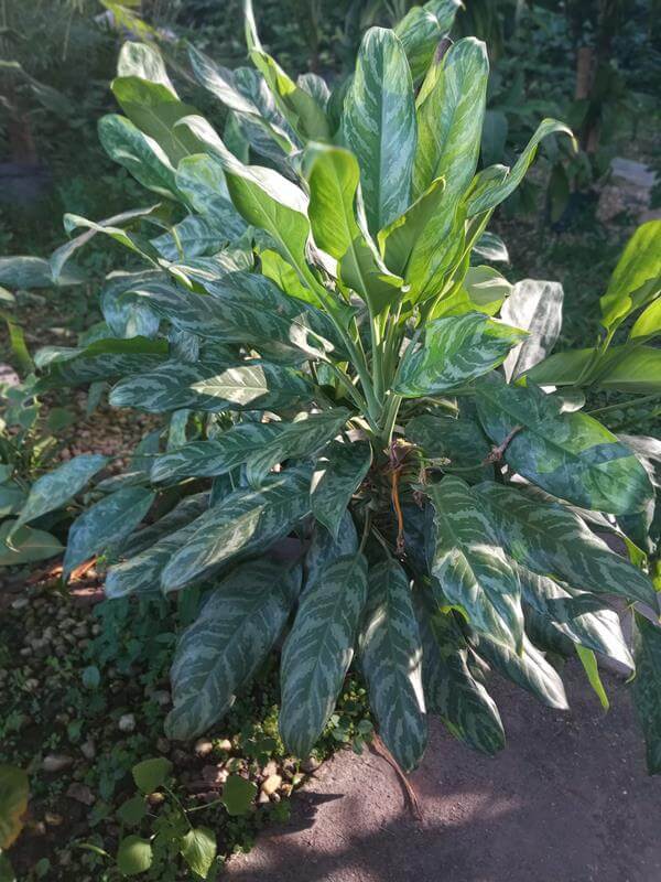 Aglaonema - Vivero Mañongo c.a