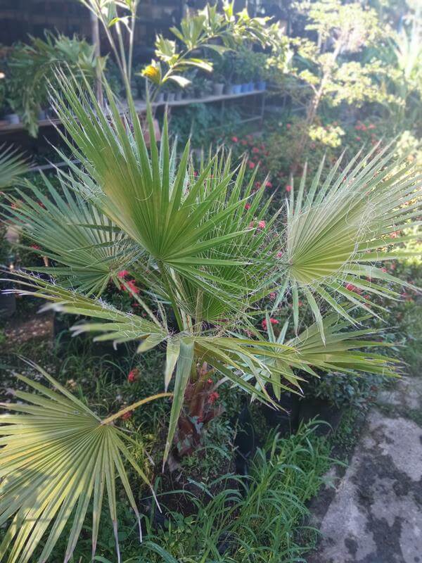 Palma washingtonia - Vivero Mañongo c.a