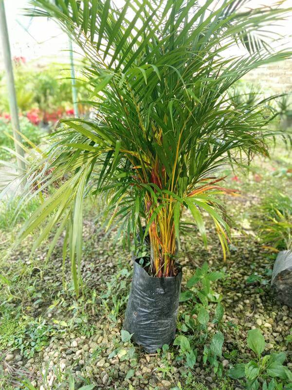 Palma areca - Vivero Mañongo c.a