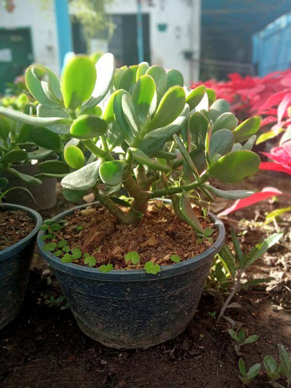 Jade - Vivero Mañongo c.a