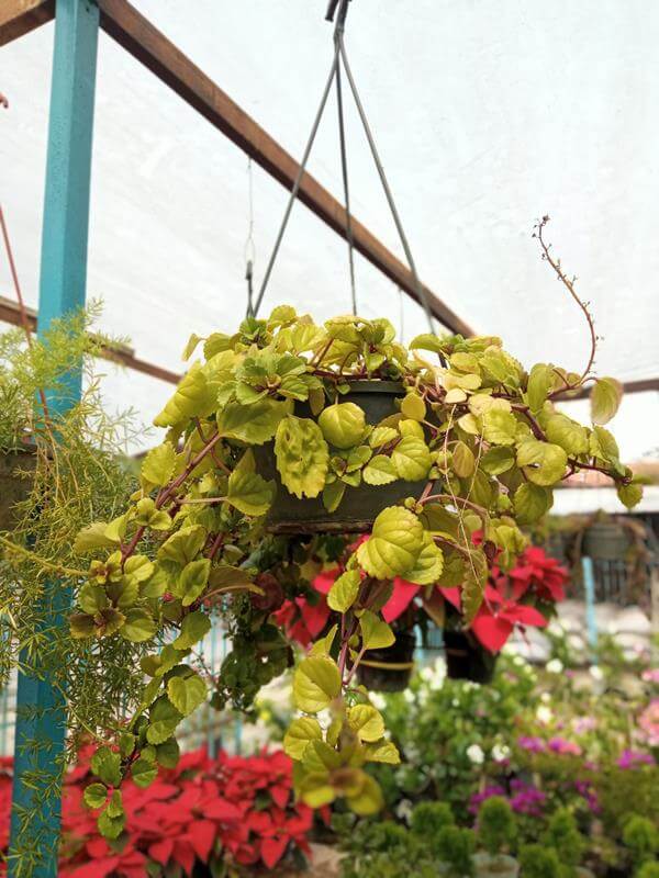 Millonaria - Vivero Mañongo c.a