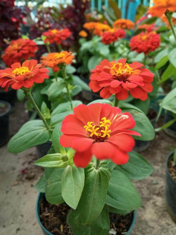 Zinia - Vivero Mañongo c.a