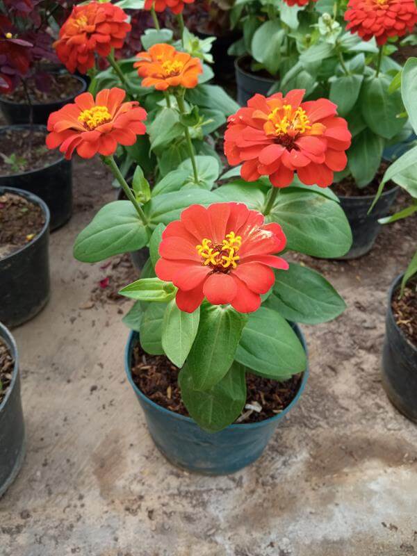Zinia - Vivero Mañongo c.a