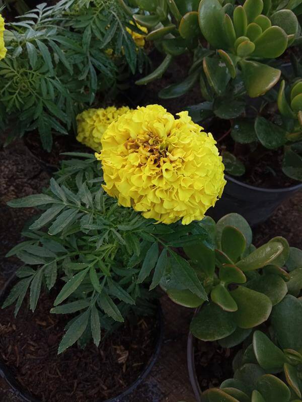 Clavel marigol - Vivero Mañongo c.a