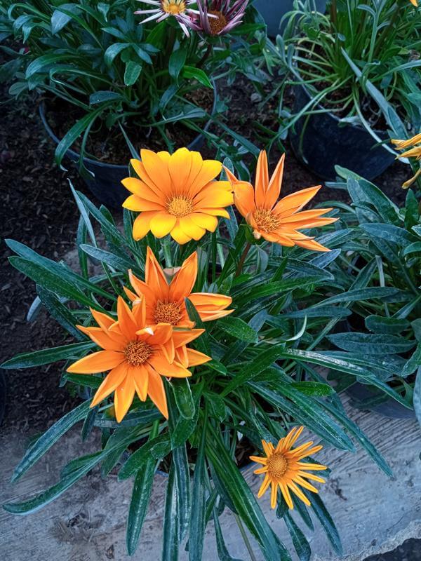 Gazania - Vivero Mañongo c.a