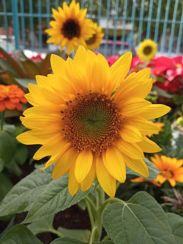 Girasol enano - Vivero Mañongo c.a
