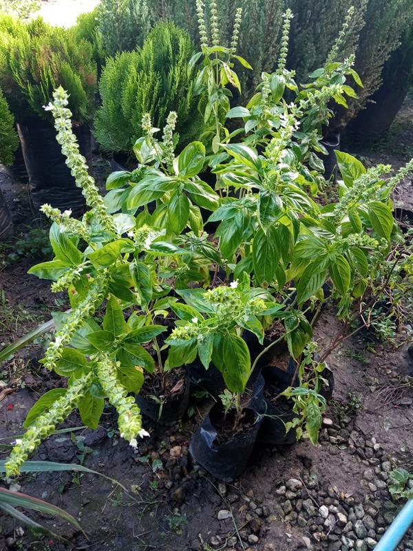 Albahaca - Vivero Mañongo c.a