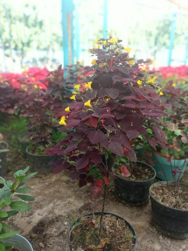 Lecherito - Vivero Mañongo c.a