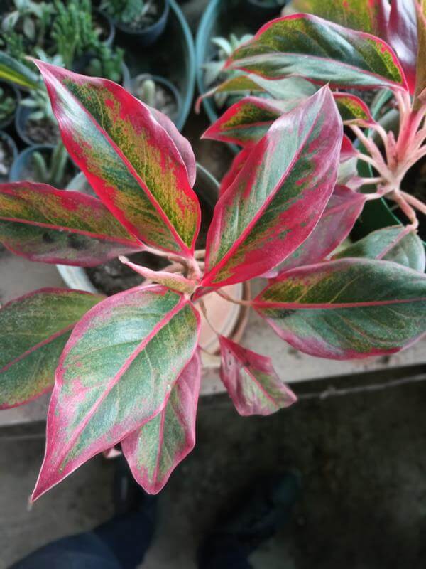 Aglaonema de color - Vivero Mañongo c.a