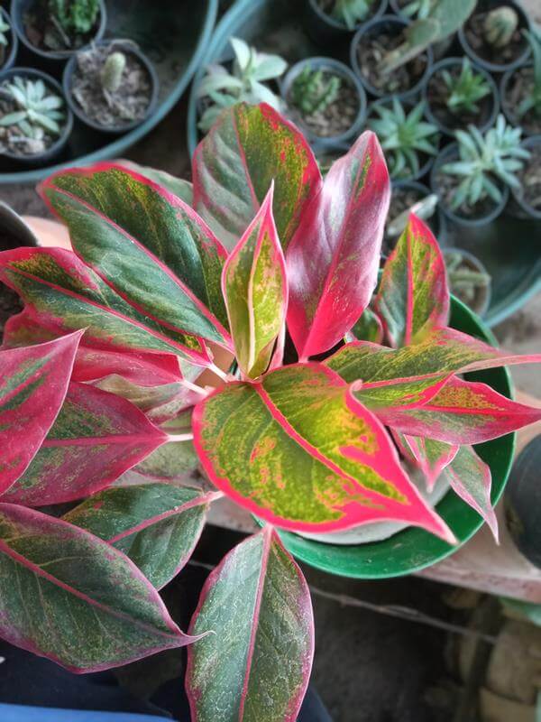 Aglaonema de color - Vivero Mañongo c.a