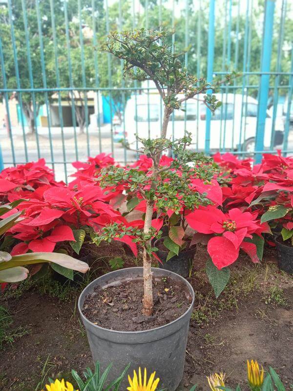 Ucaro enano - Vivero Mañongo c.a