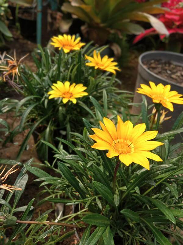 Gazania - Vivero Mañongo c.a