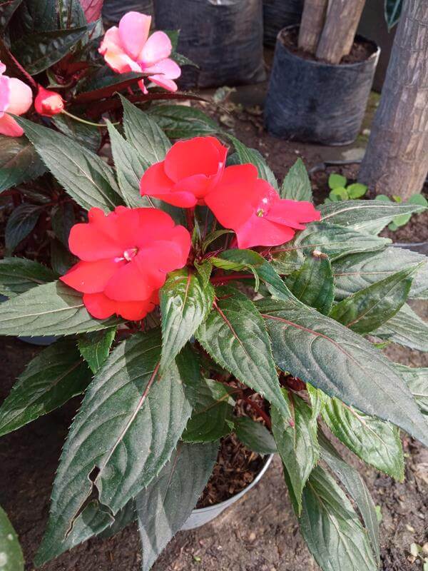 Coqueta - Vivero Mañongo c.a