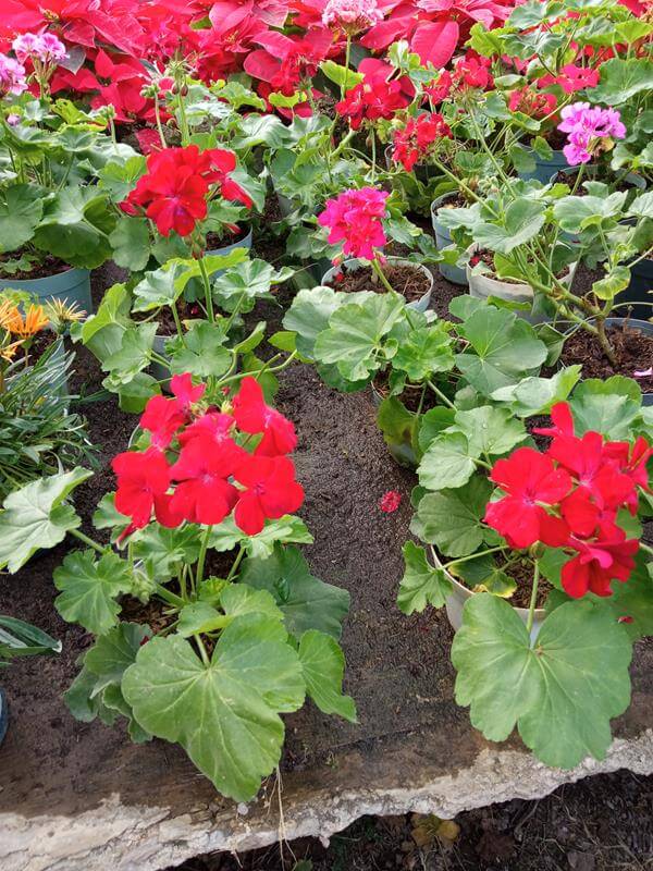 Novio - Vivero Mañongo c.a